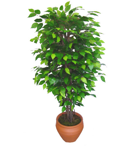 Ficus Benjamin 1,50 cm   Bolu anneler gn iek yolla 