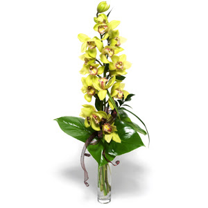  Bolu nternetten iek siparii  cam vazo ierisinde tek dal canli orkide