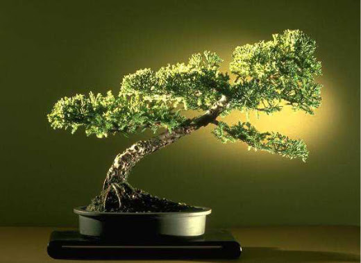 ithal bonsai saksi iegi  Bolu ieki maazas 