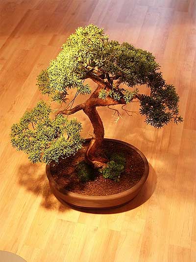 ithal bonsai saksi iegi  Bolu iek maazas , ieki adresleri 