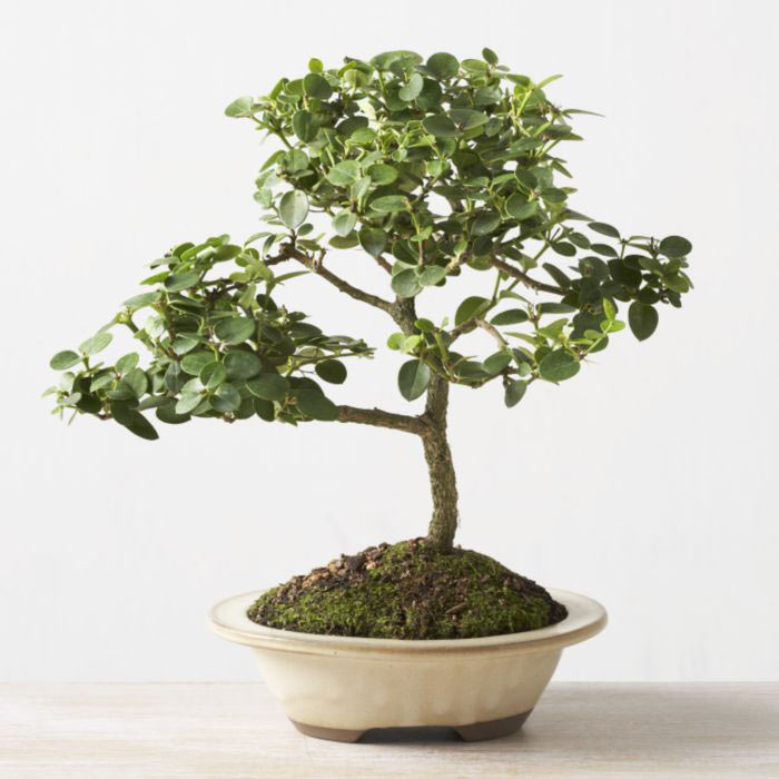 ithal bonsai saksi iegi  Bolu iek online iek siparii 