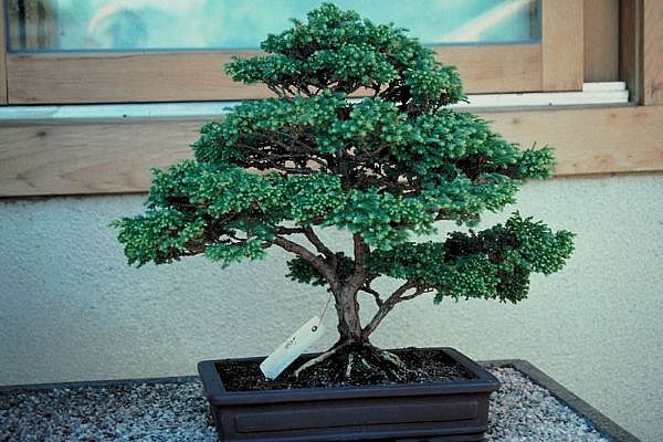 ithal bonsai saksi iegi  Bolu 14 ubat sevgililer gn iek 