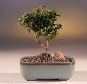  Bolu iek yolla  ithal bonsai saksi iegi  Bolu internetten iek sat 