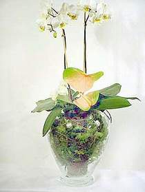  Bolu iek sat  Cam yada mika vazoda zel orkideler