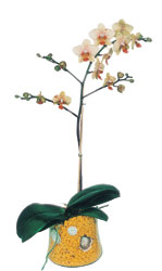  Bolu online iek gnderme sipari  Phalaenopsis Orkide ithal kalite