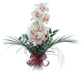  Bolu iek siparii sitesi  Dal orkide ithal iyi kalite