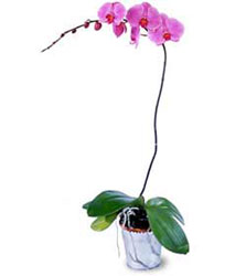  Bolu cicekciler , cicek siparisi  Orkide ithal kaliteli orkide 
