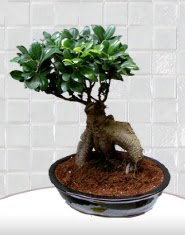 saks iei japon aac bonsai  Bolu kaliteli taze ve ucuz iekler 
