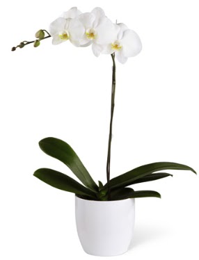 1 dall beyaz orkide  Bolu 14 ubat sevgililer gn iek 