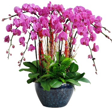 9 dallı mor orkide  Bolu 14 şubat sevgililer günü çiçek 