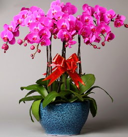 7 dall mor orkide  Bolu iek online iek siparii 