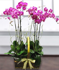 4 dall mor orkide  Bolu gvenli kaliteli hzl iek 