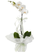 1 dal beyaz orkide iei  Bolu iek siparii vermek 