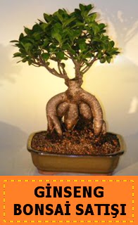 Ginseng bonsai sat japon aac  Bolu cicek , cicekci 