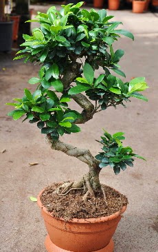 Orta boy bonsai saks bitkisi  Bolu internetten iek siparii 