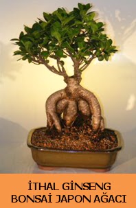 thal japon aac ginseng bonsai sat  Bolu nternetten iek siparii 