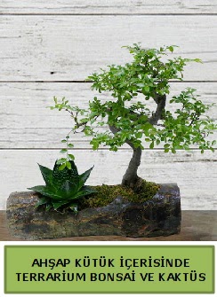 Ahap ktk bonsai kakts teraryum  Bolu internetten iek siparii 