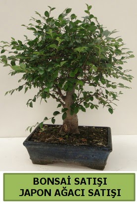 Minyatr bonsai japon aac sat  Bolu iek gnderme sitemiz gvenlidir 