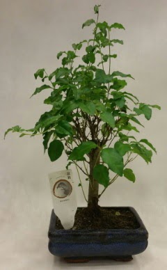 Minyatr bonsai japon aac sat  Bolu ieki telefonlar 