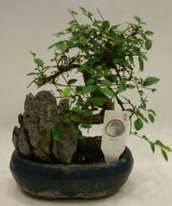 thal 1.ci kalite bonsai japon aac  Bolu iek sat 