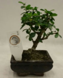 Kk minyatr bonsai japon aac  Bolu iek gnderme 