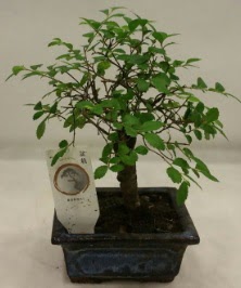 Minyatr ithal japon aac bonsai bitkisi  Bolu iek sat 