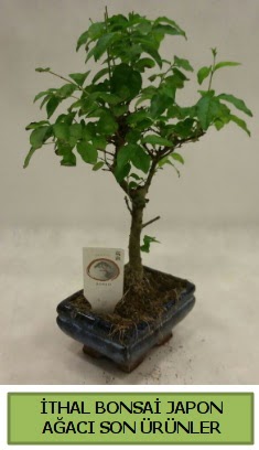 thal bonsai japon aac bitkisi  Bolu hediye sevgilime hediye iek 