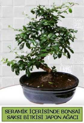 Seramik vazoda bonsai japon aac bitkisi  Bolu iek siparii sitesi 
