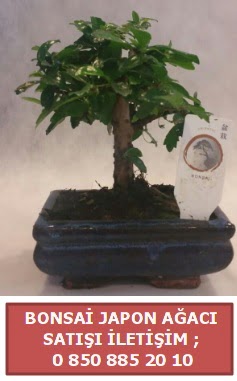 Japon aac minyar bonsai sat  Bolu iek sat 