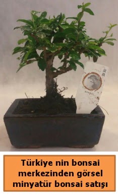 Japon aac bonsai sat ithal grsel  Bolu iek yolla 