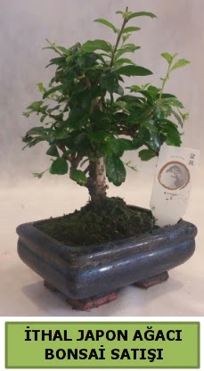 thal japon aac bonsai bitkisi sat  Bolu ieki telefonlar 