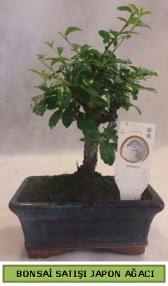 Minyatr bonsai aac sat  Bolu iek gnderme 