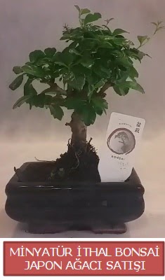 Kk grsel bonsai japon aac bitkisi  Bolu iek , ieki , iekilik 