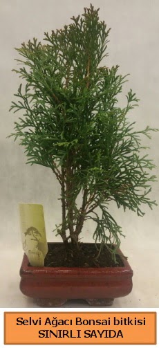 Selvi aac bonsai japon aac bitkisi  Bolu iek sat 