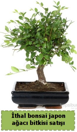 thal bonsai saks iei Japon aac sat  Bolu nternetten iek siparii 