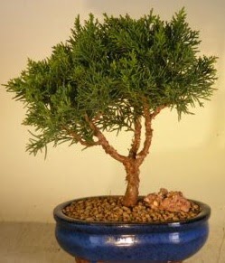 Servi am bonsai japon aac bitkisi  Bolu iek yolla 