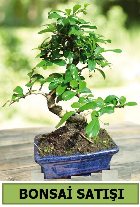 am bonsai japon aac sat  Bolu iek sat 