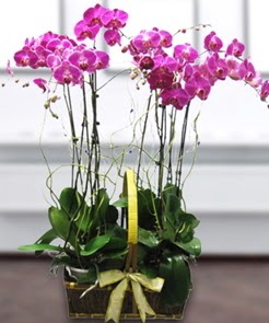 7 dall mor lila orkide  Bolu iek gnderme sitemiz gvenlidir 