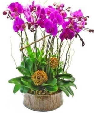 Ahap ktkte lila mor orkide 8 li  Bolu internetten iek sat 