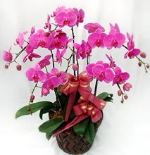 Sepet ierisinde 5 dall lila orkide  Bolu ucuz iek gnder 