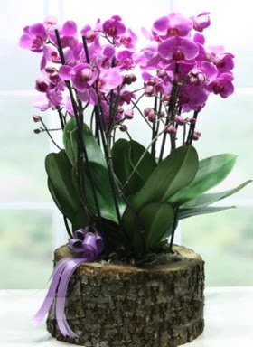 Ktk ierisinde 6 dall mor orkide  Bolu ucuz iek gnder 