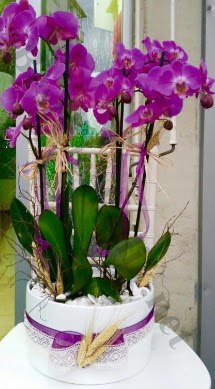 Seramik vazoda 4 dall mor lila orkide  Bolu online iek gnderme sipari 