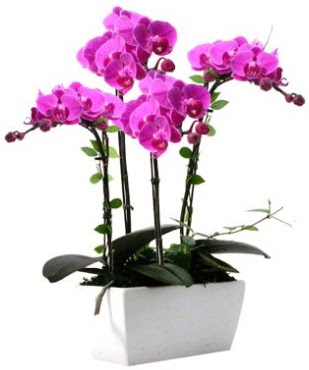 Seramik vazo ierisinde 4 dall mor orkide  Bolu iek sat 