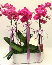 Beyaz seramik ierisinde 4 dall orkide  Bolu ucuz iek gnder 