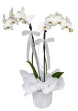 2 dall beyaz orkide  Bolu gvenli kaliteli hzl iek 