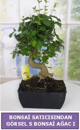 S dal erilii bonsai japon aac  Bolu iek sat 