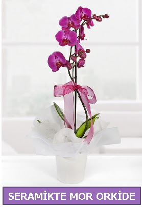 Seramik içerisinde birinci kalite tek dallı mor orkide  Bolu İnternetten çiçek siparişi 
