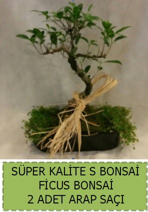 Ficus S Bonsai ve arap saçı  Bolu çiçekçi telefonları 