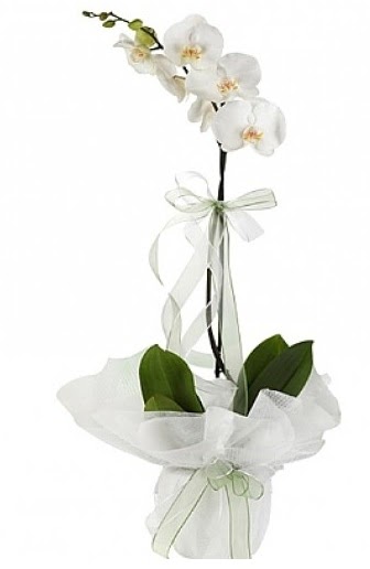 Tekli Beyaz Orkide  Bolu hediye iek yolla 
