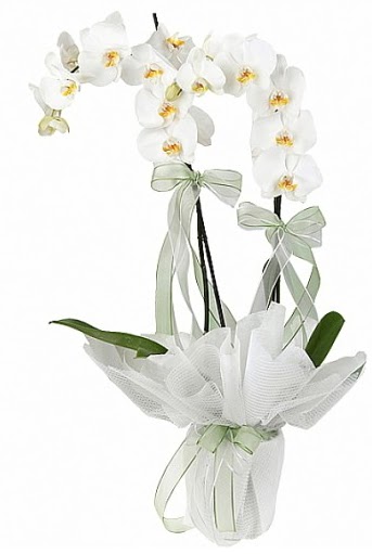 ift Dall Beyaz Orkide  Bolu anneler gn iek yolla 